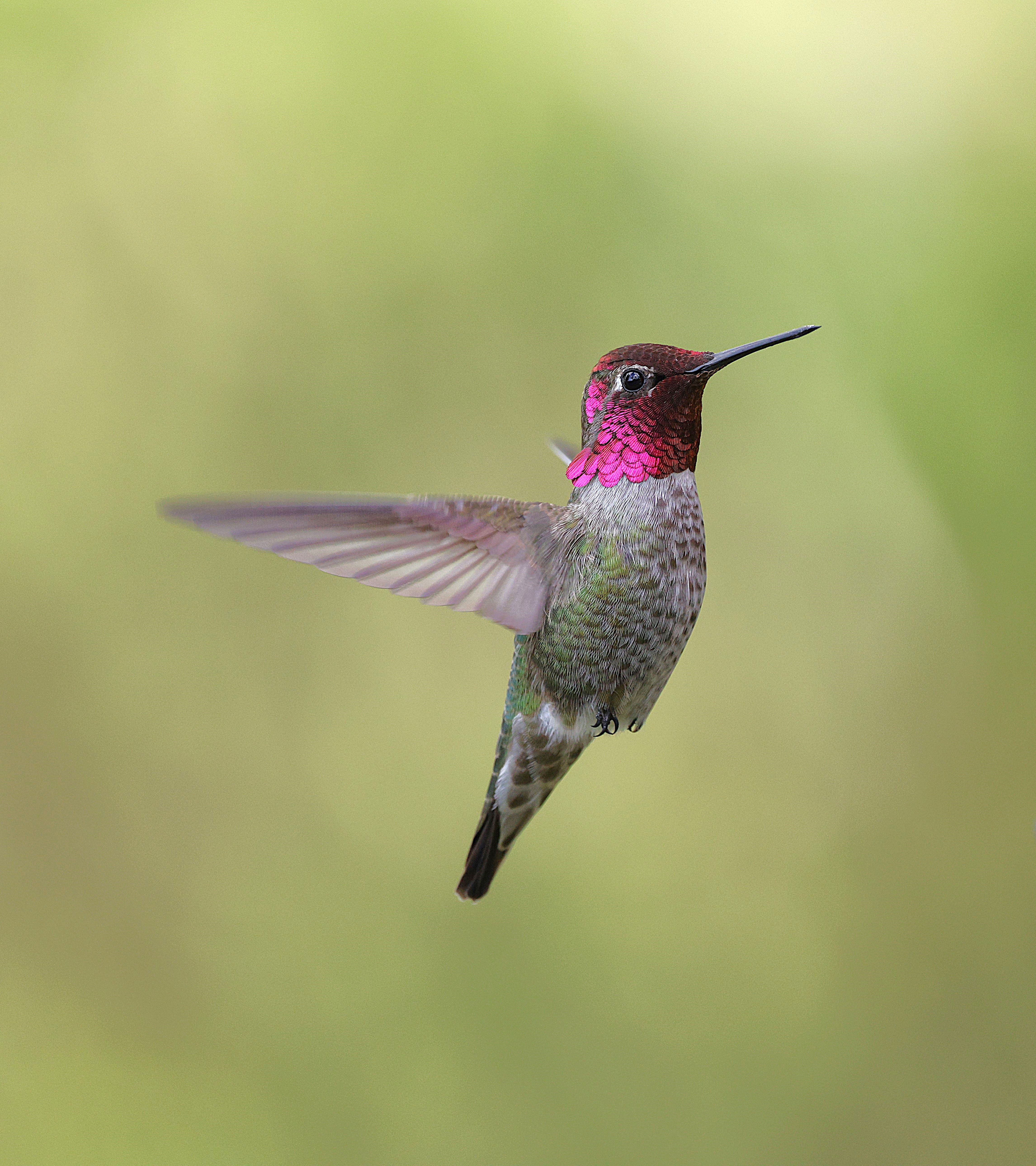 Graceful Anna's Hummingbird in Flight · Free Stock Photo