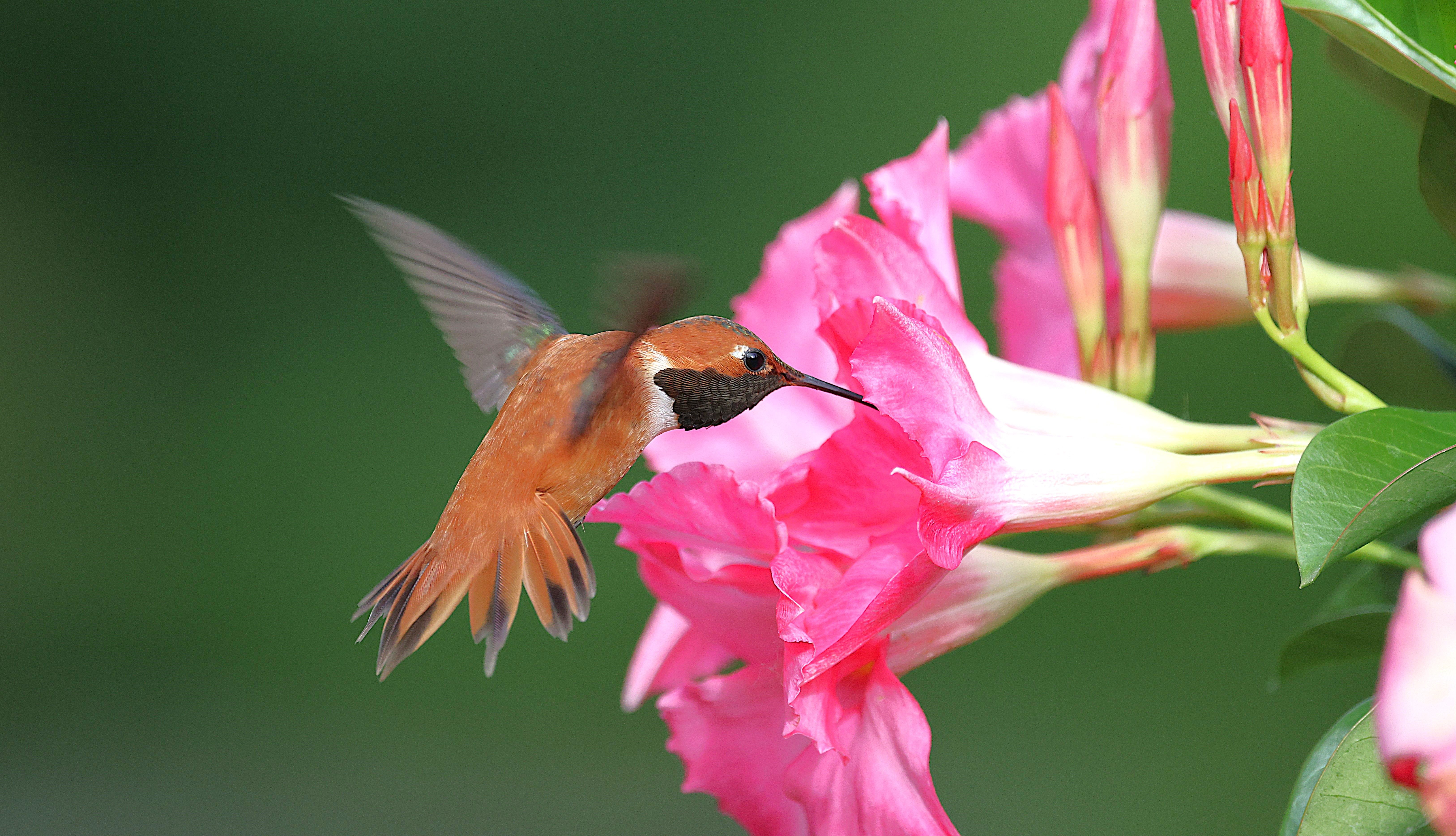 Why are Rufous Hummingbirds endangered? - The Institute for ...