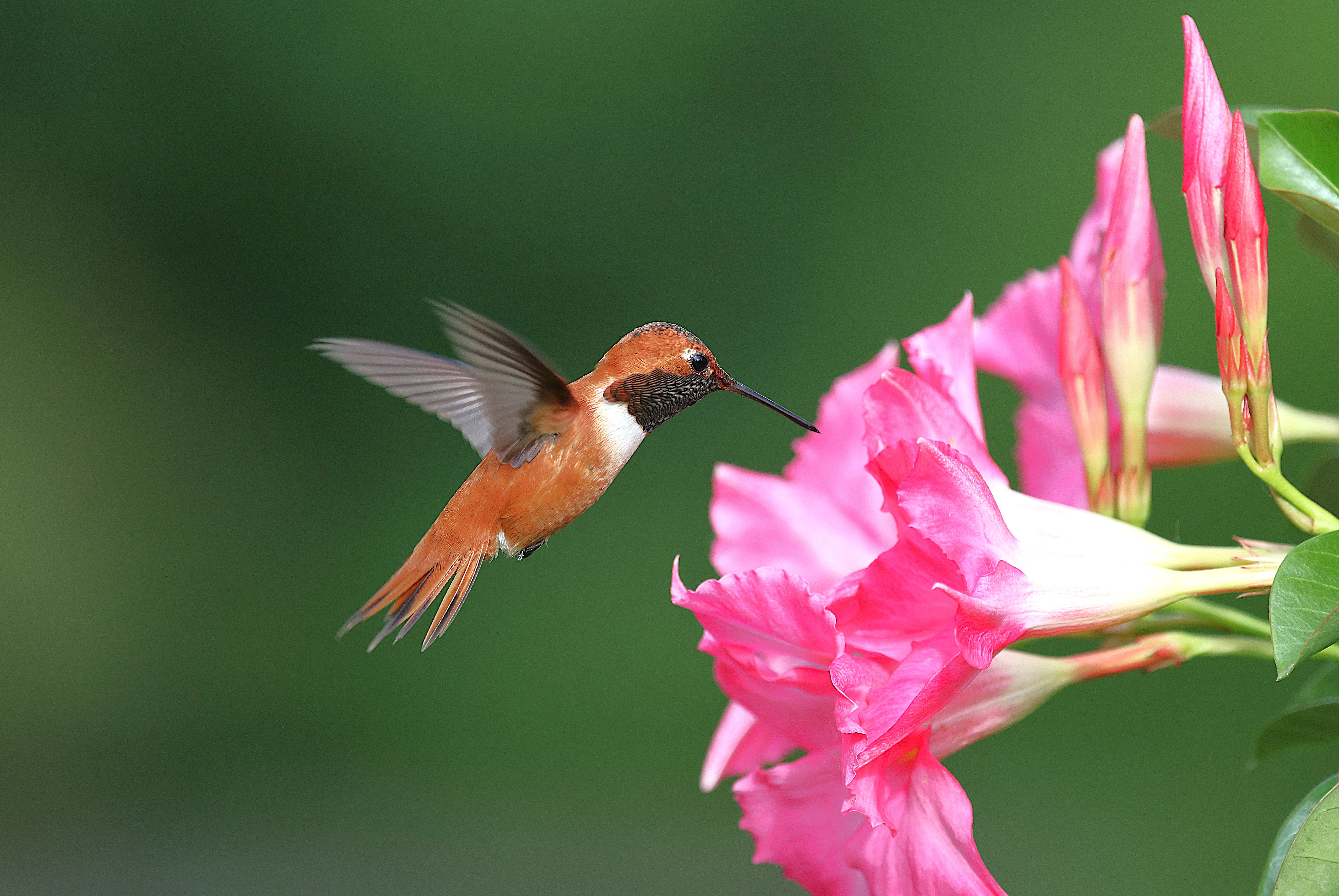 Colibrí Rufo Alimentándose De Flores Rosadas · Foto de stock gratuita