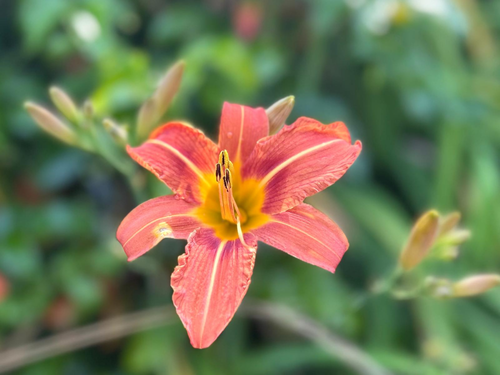 Free A vibrant red daylily flower in full bloom with blurred green foliage in the background. Stock Photo