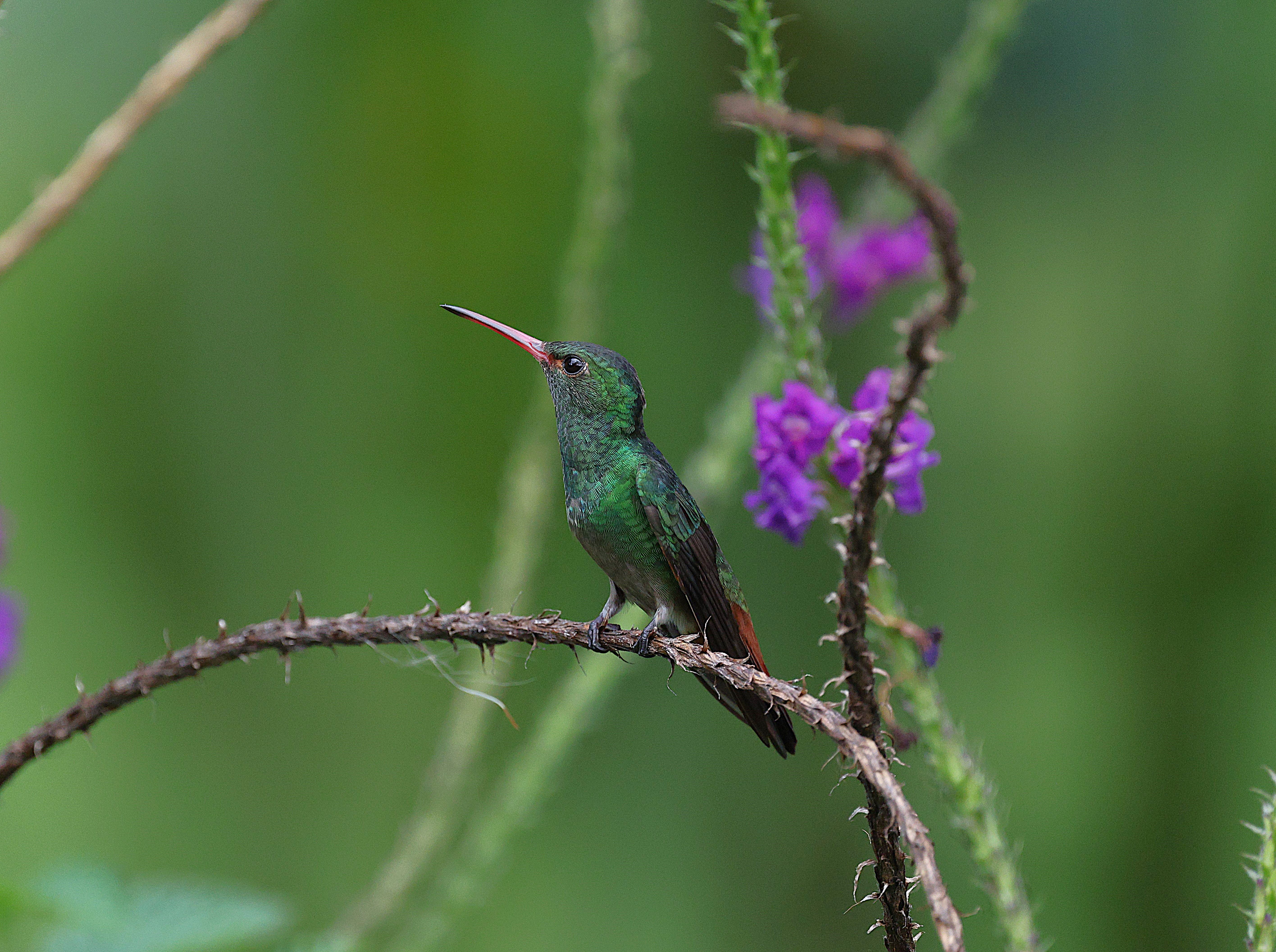 Rufous-Tailed Hummingbird Perched in Costa Rica · Free Stock Photo