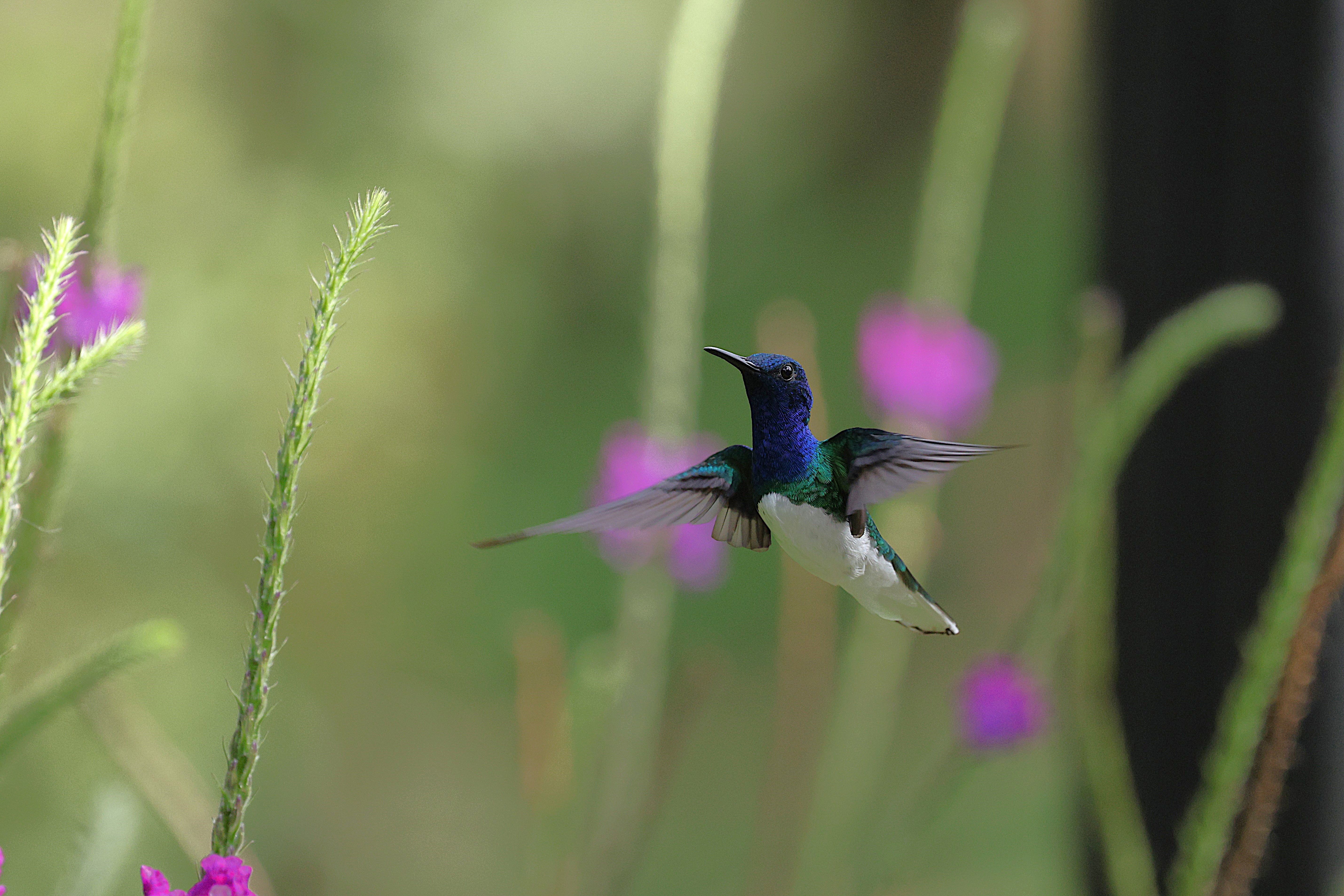Elegant Hummingbird in Flight Amongst Purple Blossoms · Free Stock Photo