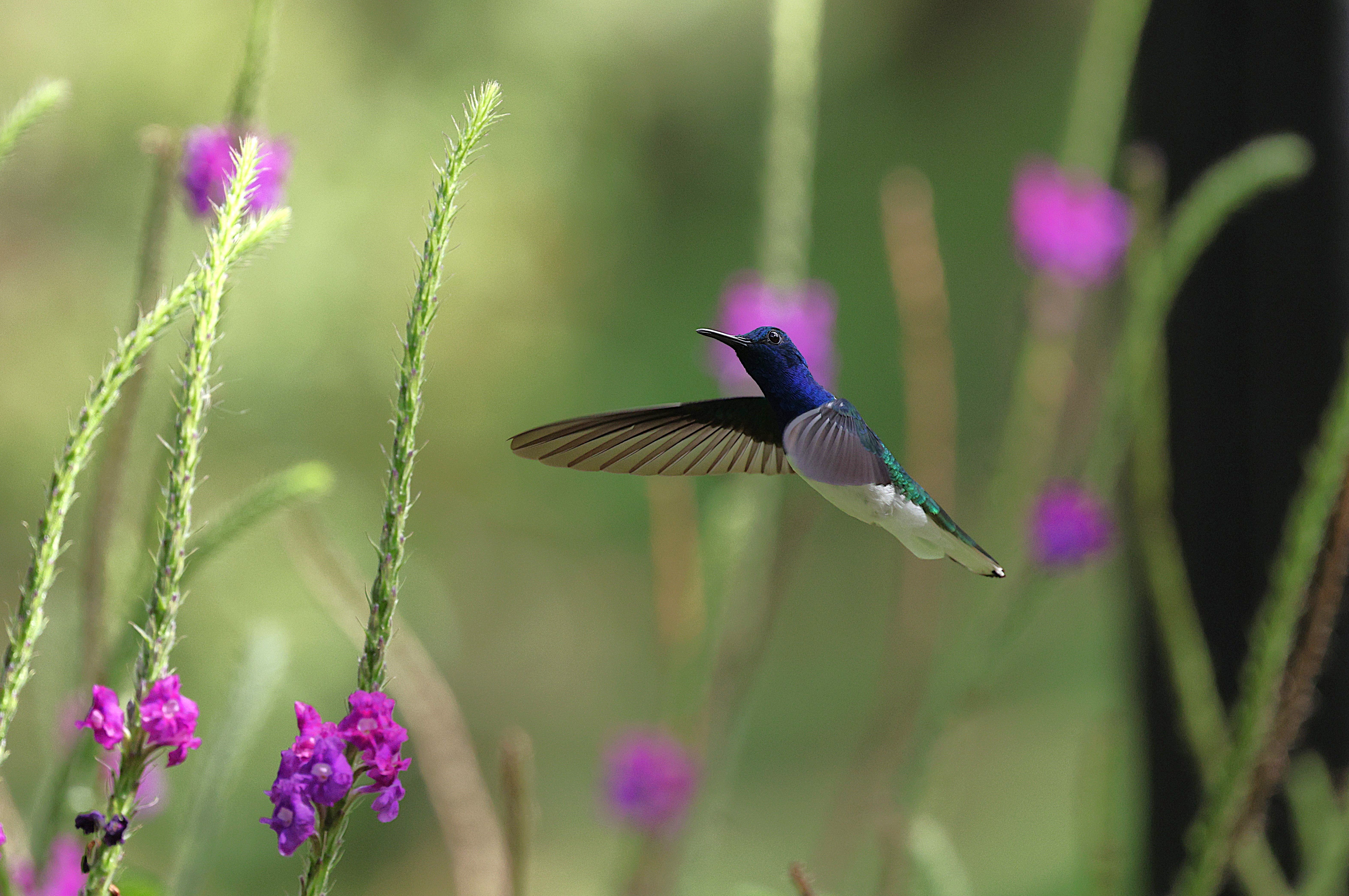 Vibrant Hummingbird in Flight Among Purple Flowers · Free Stock Photo