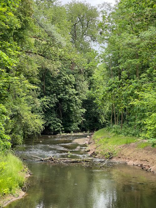 Free Tranquil creek surrounded by dense trees in a picturesque German forest setting. Stock Photo
