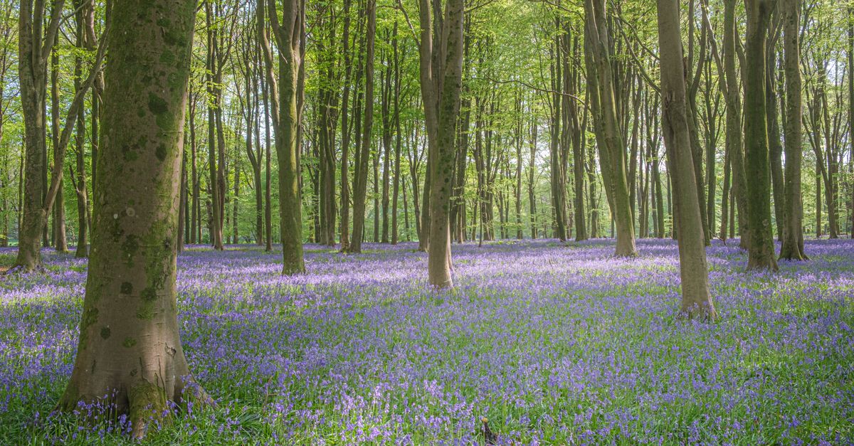 Enchanting Bluebell Woods in Hampshire · Free Stock Photo