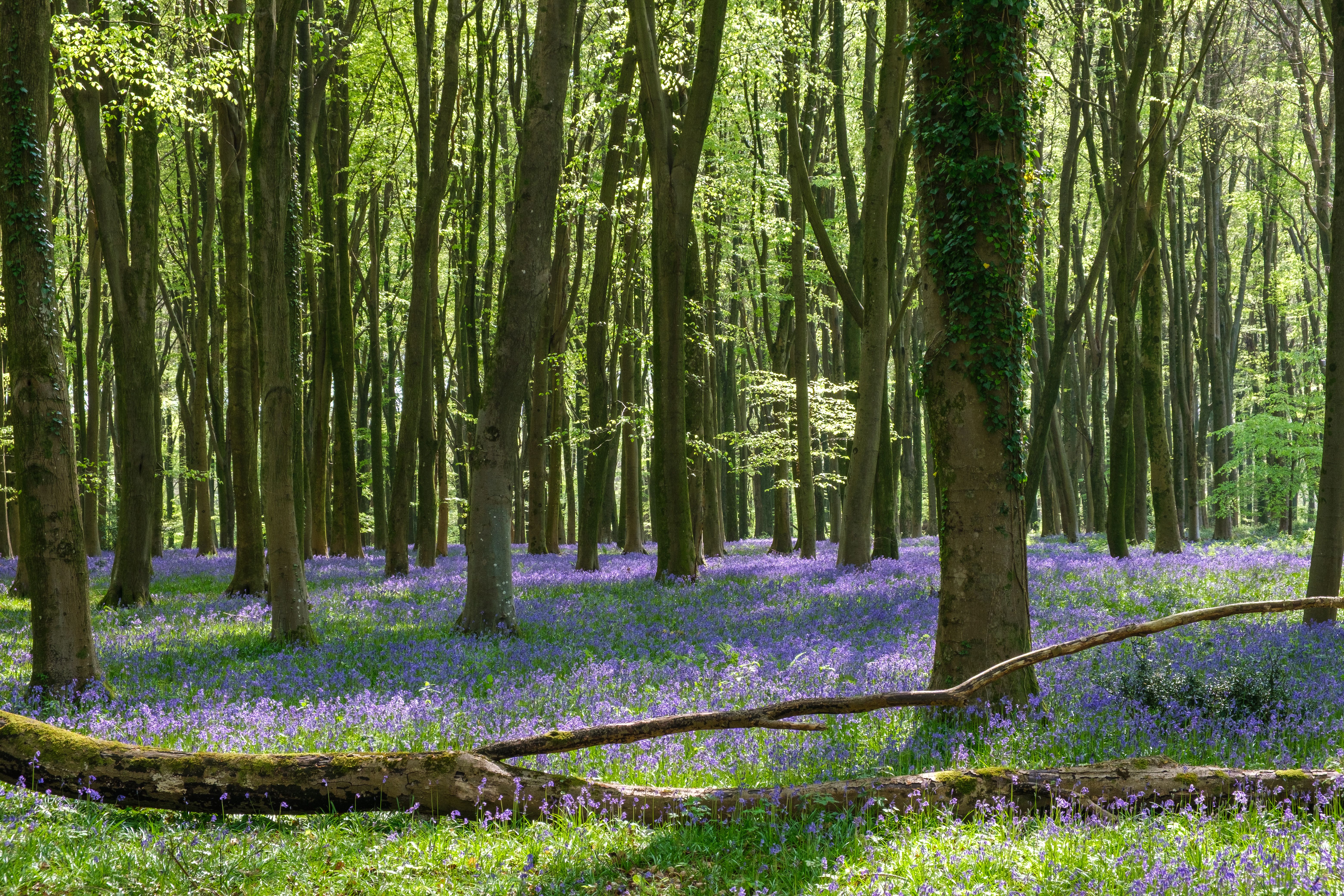 Gosford Forest Park