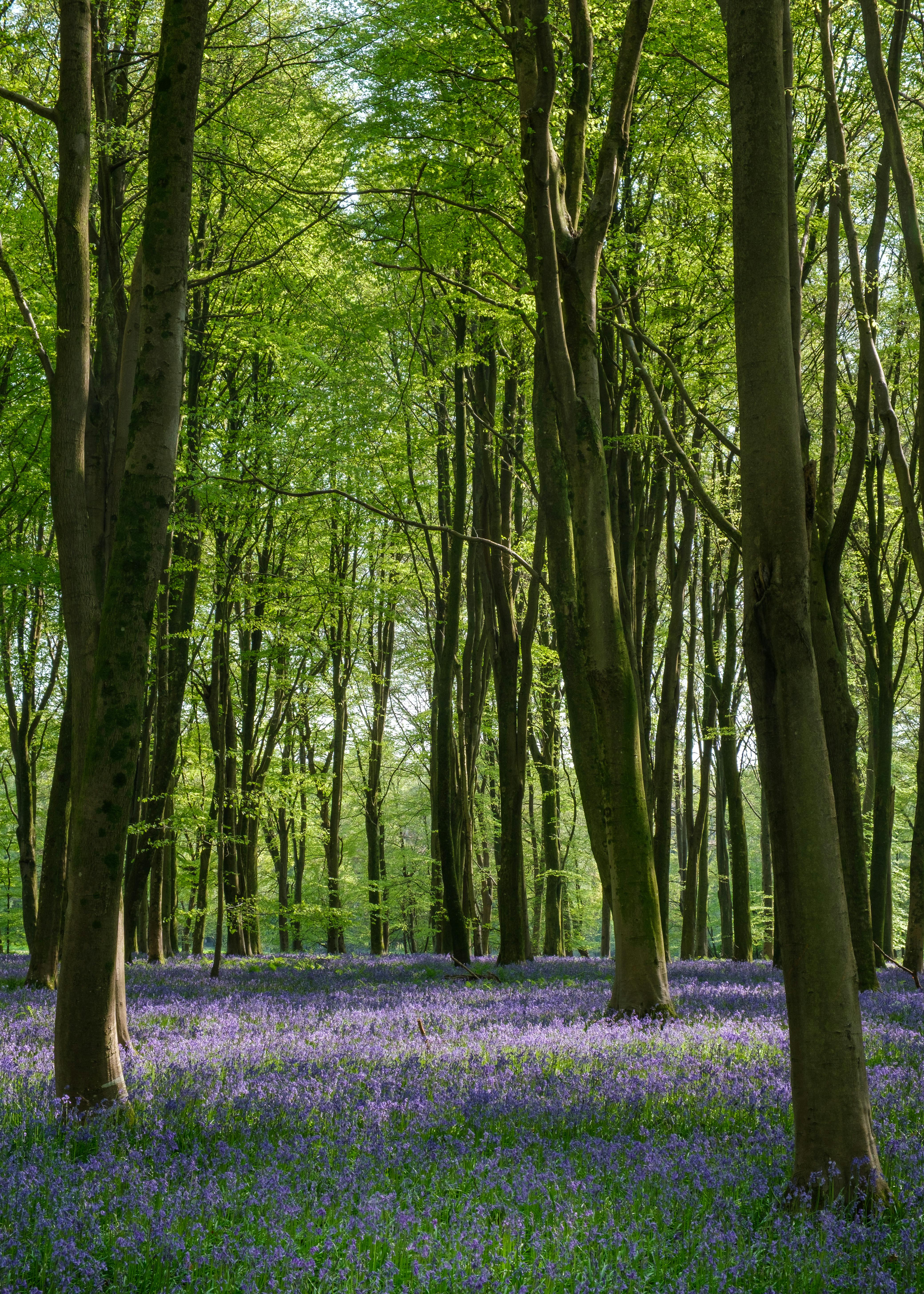 Bergahorn – Acer pseudoplatanus