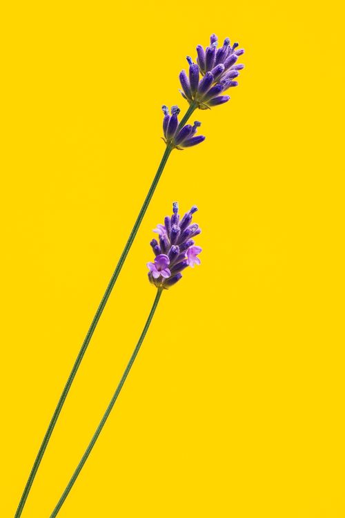 Free Two lavender stems against a bright yellow backdrop, showcasing vivid contrast. Stock Photo