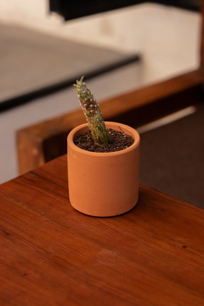 Small Pot Photos, Download The BEST Free Small Pot Stock Photos & HD Images