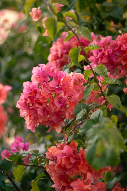 Free Lush pink bougainvillea blossoms with rich greenery in a natural outdoor setting. Stock Photo