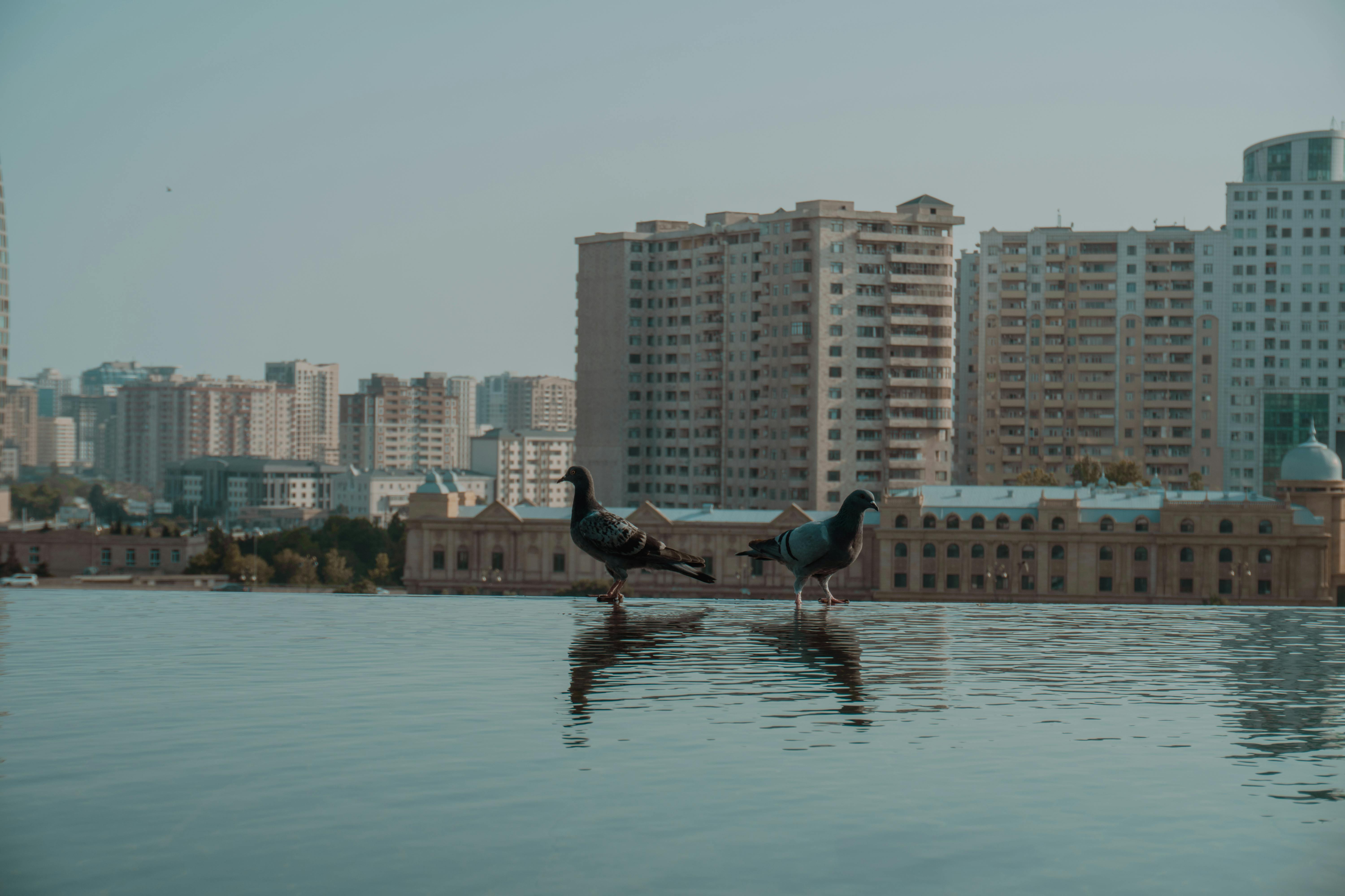 Two pigeons stand on water reflecting the city skyline, creating a serene urban scene.