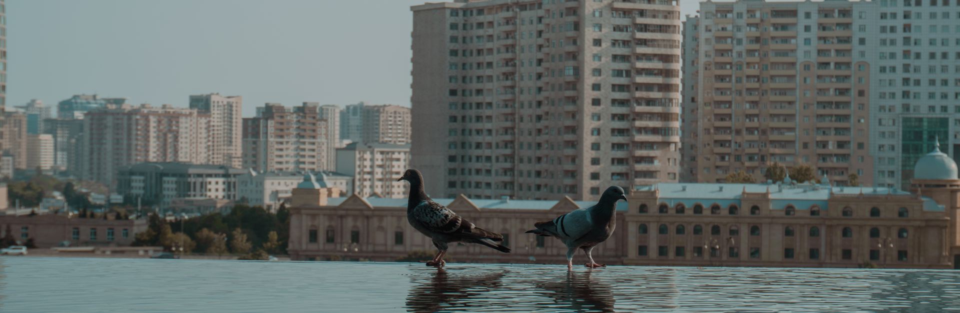 Two pigeons stand on water reflecting the city skyline, creating a serene urban scene.