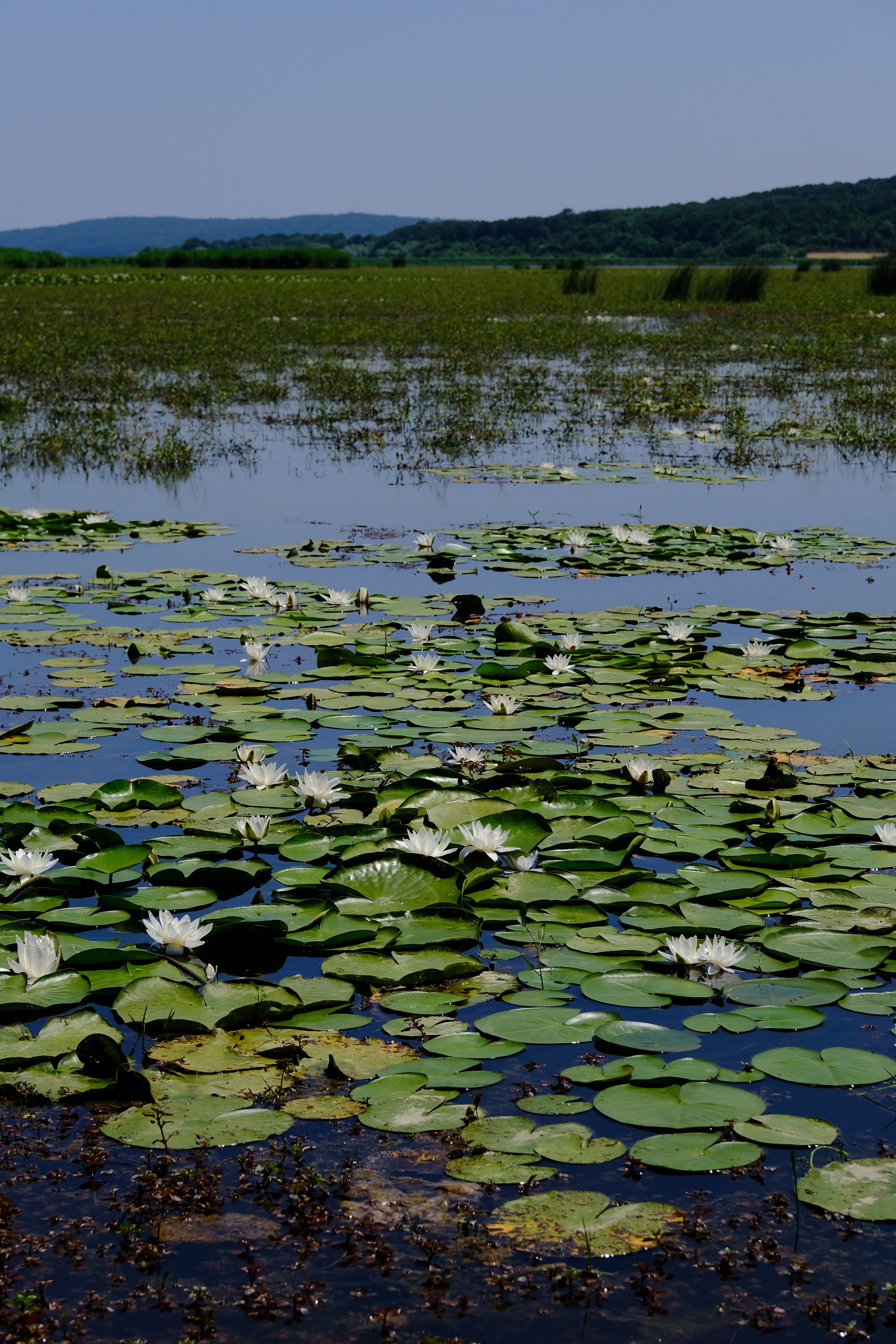 Tranquil Water Lilies in Ormanlı, İstanbul Wetlands · Free Stock Photo