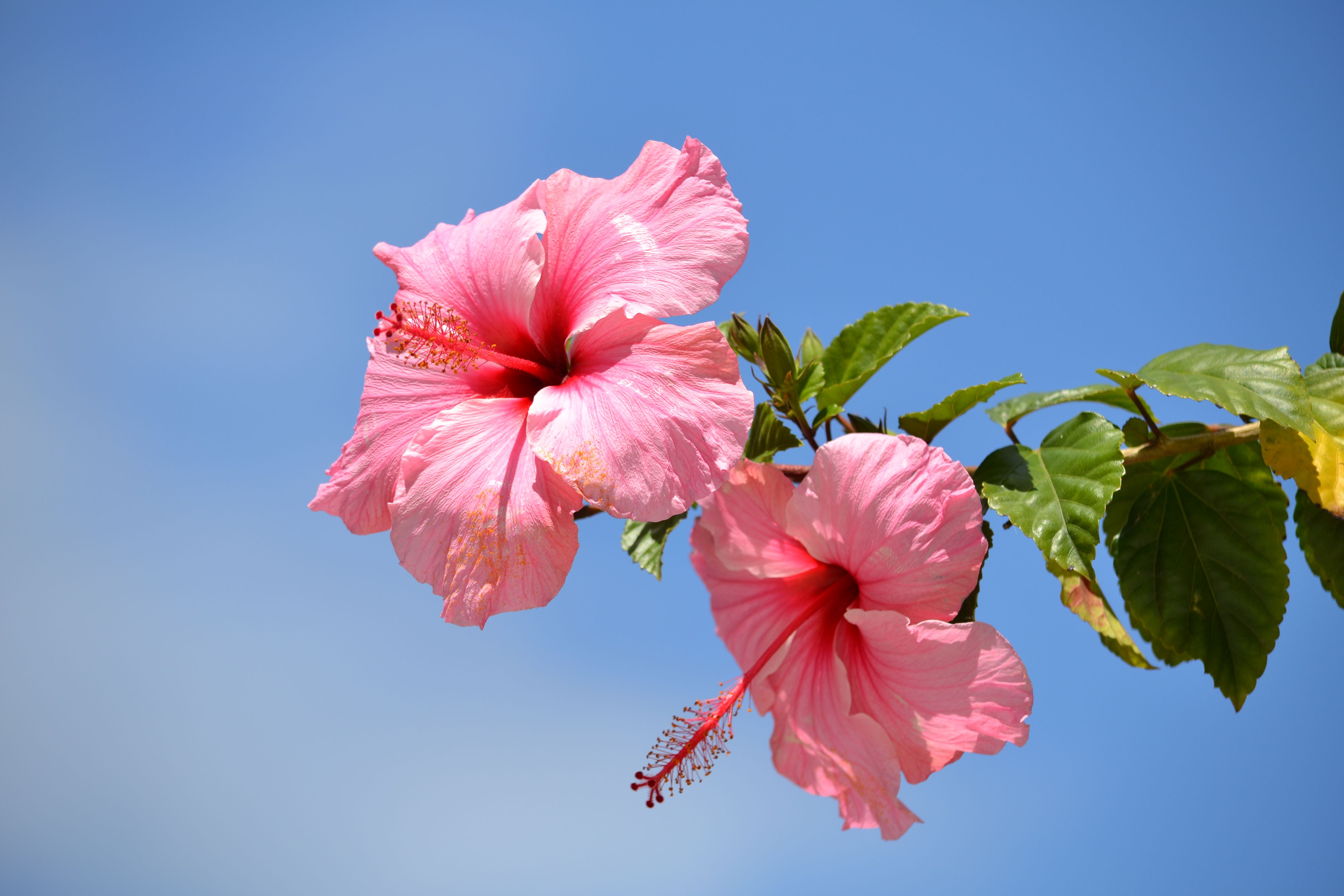 Vibrant Pink Hibiscus Flowers against Blue Sky · Free Stock Photo