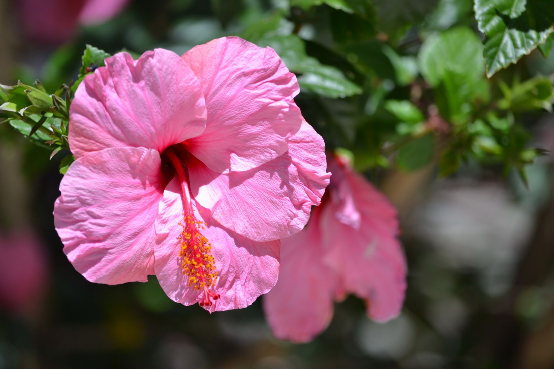 Close-up of a pink hibiscus flower blooming in the summer sun, Las Palmas de Gran Canaria.