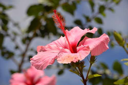 Free Close-up of a vibrant pink hibiscus flower basking in the summer sun in Las Palmas de Gran Canaria. Stock Photo