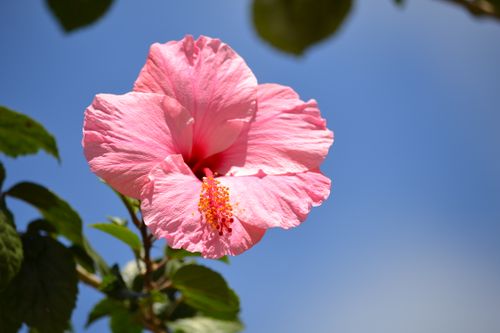 Free Stunning close-up of a vibrant pink hibiscus flower blossoming against a bright blue sky in summer. Stock Photo