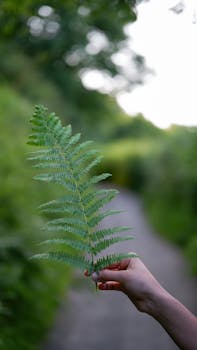 Close-up of a fern leaf held by a hand on a lush green nature path.