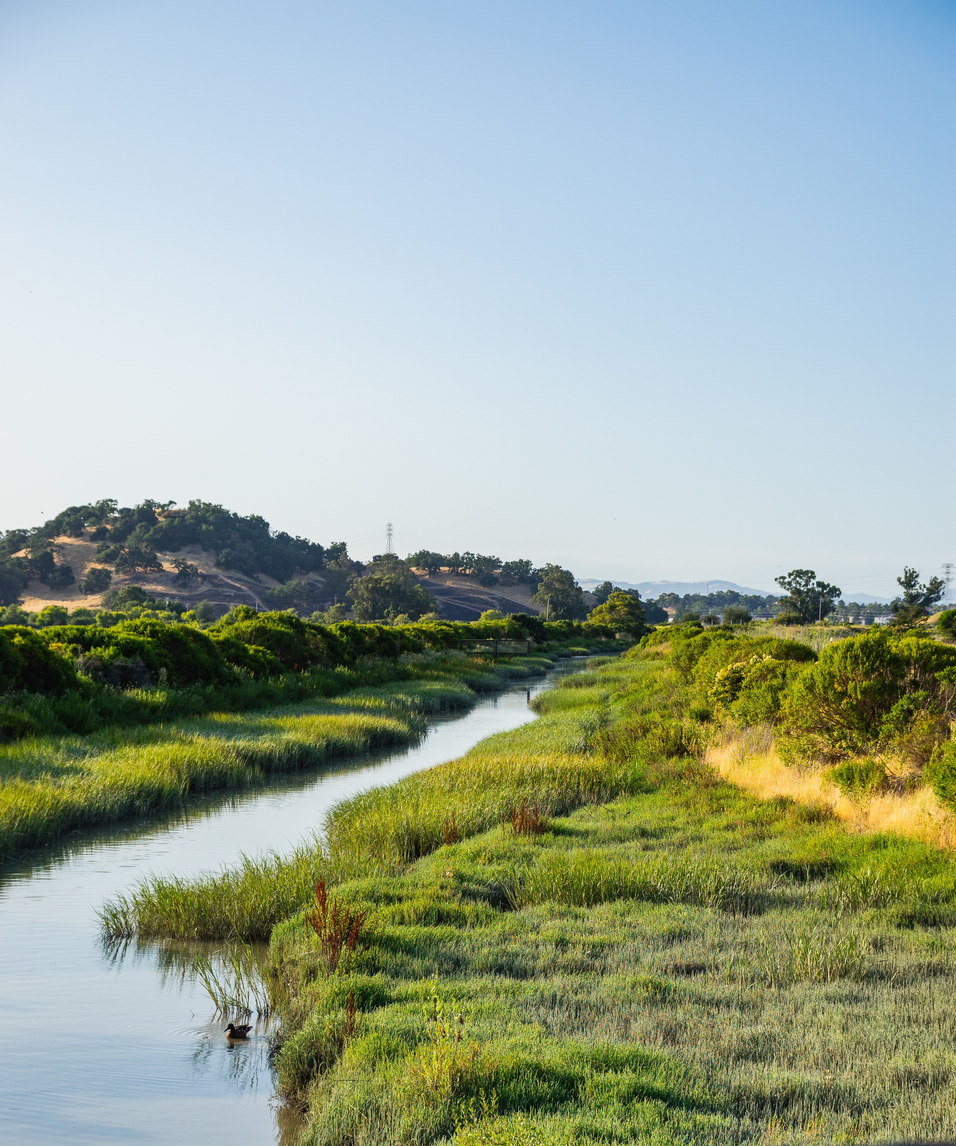 Serene Riverside Landscape with Lush Greenery · Free Stock Photo