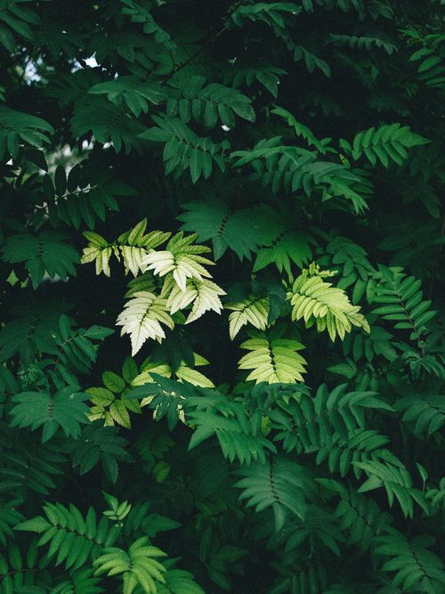 Free Vibrant green foliage with bright sunlight highlighting light green leaves. Stock Photo