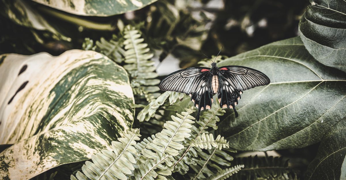 A beautiful black butterfly resting on vibrant green leaves in a tropical setting.