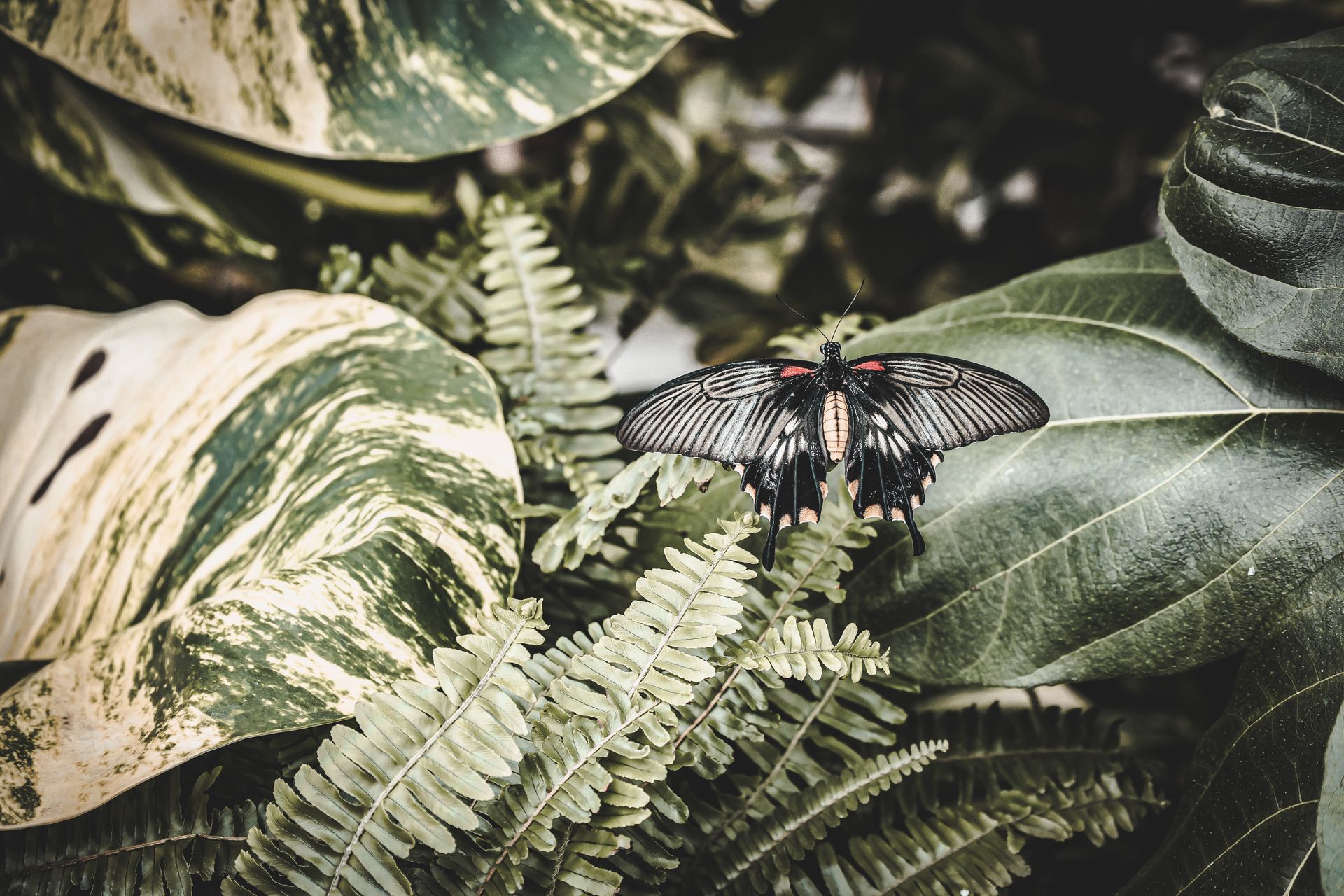 A beautiful black butterfly resting on vibrant green leaves in a tropical setting.