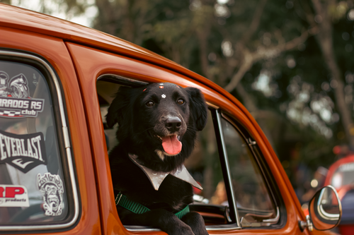 Free A joyful dog peeks out of a vintage Volkswagen car window. Shot in Campo Bom, Brazil. Stock Photo