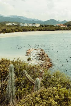 pelicanos en el mar