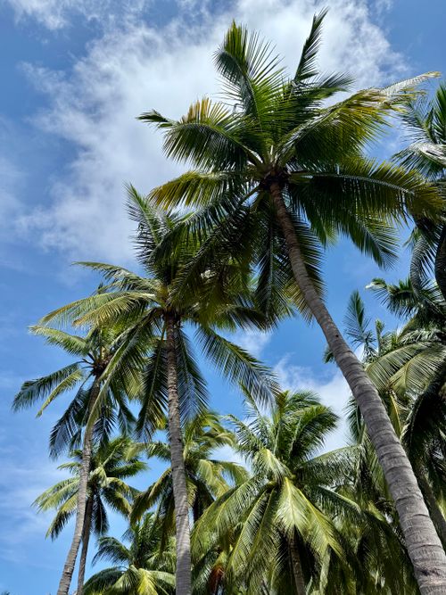 Free Lush palm trees with a vivid blue sky background, depicting a tropical paradise. Stock Photo