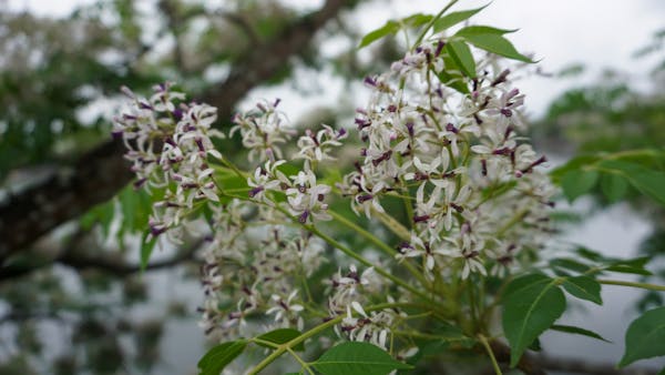 Trung tâm nghiên cứu văn học, phát triển nhà văn Việt Nam