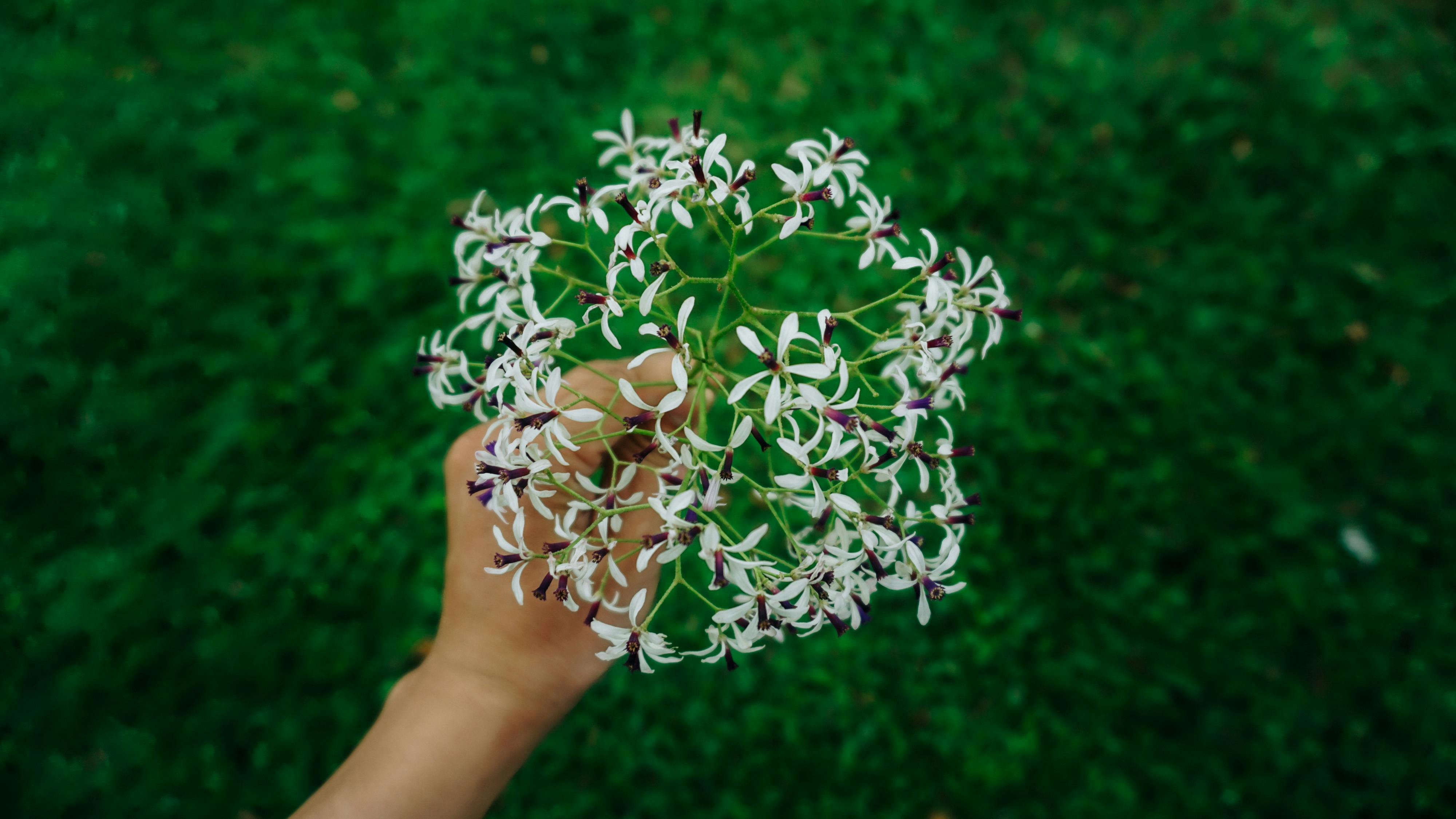 Kỹ thuật đảo ngược và vẻ đẹp tối ưu trong tiến hóa