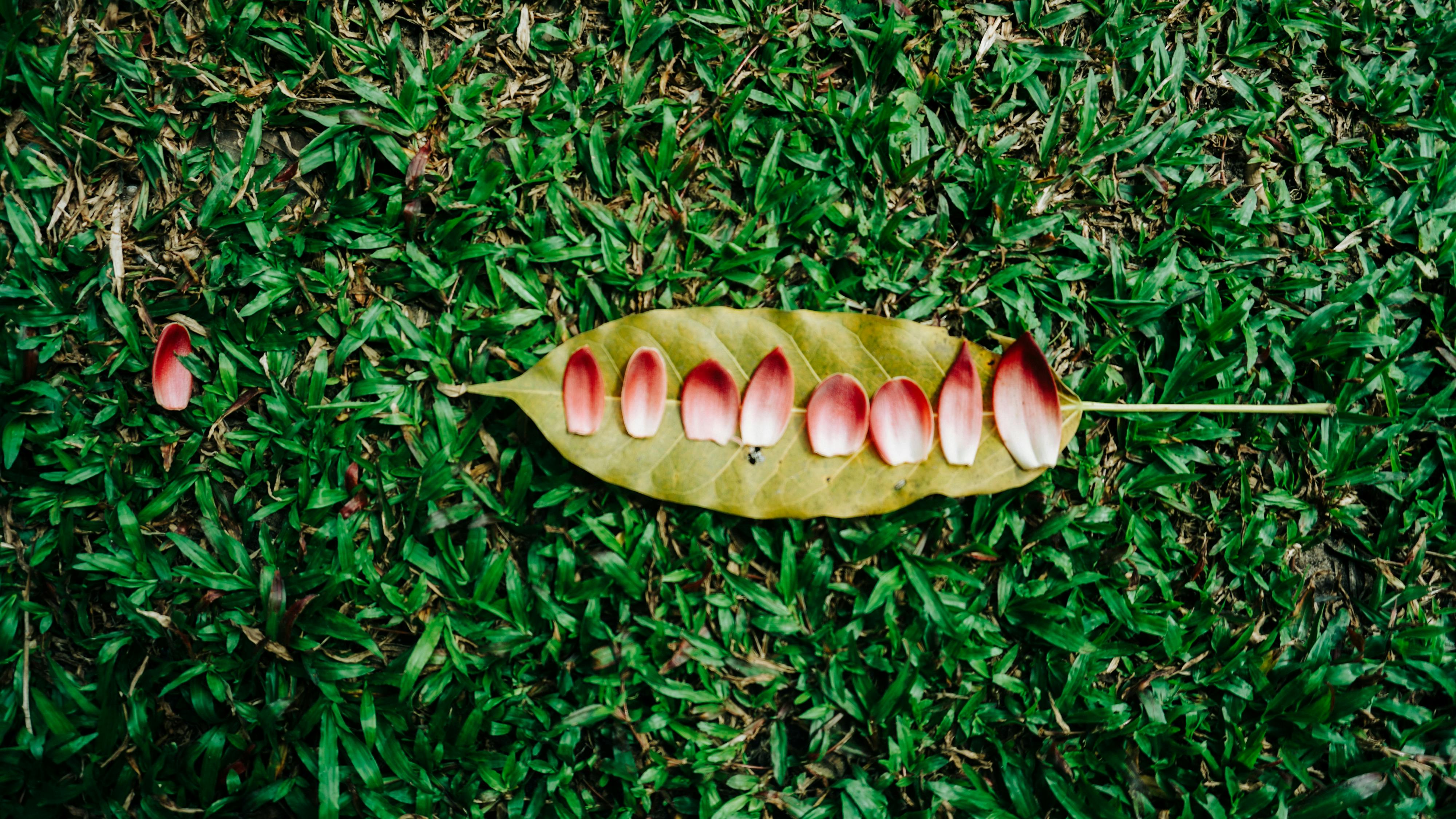 Chim đang sử dụng hiện tượng rối lượng tử để điều hướng?