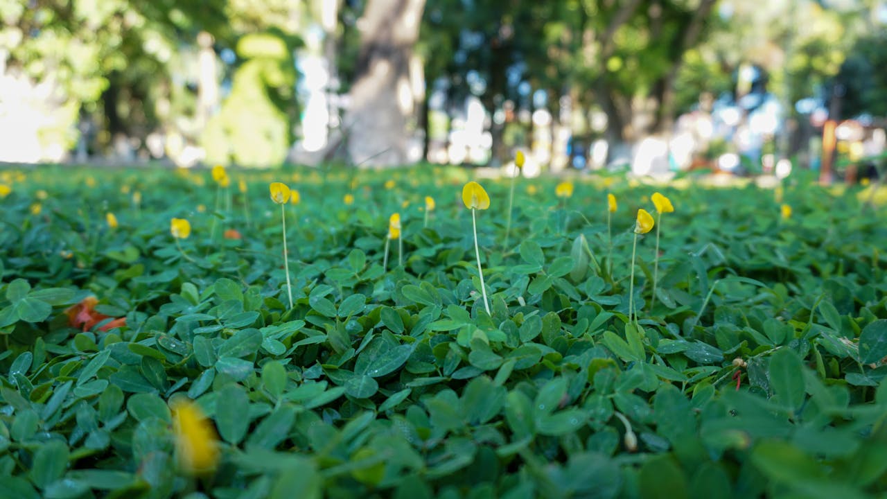 Xu hướng nhà nhỏ bắt đầu cách đây 100 năm