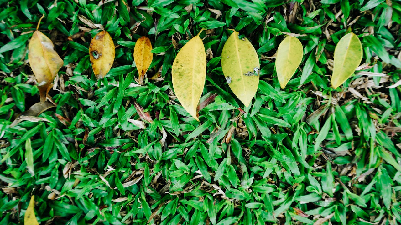 Đồ nhiên thảo | Chương 06