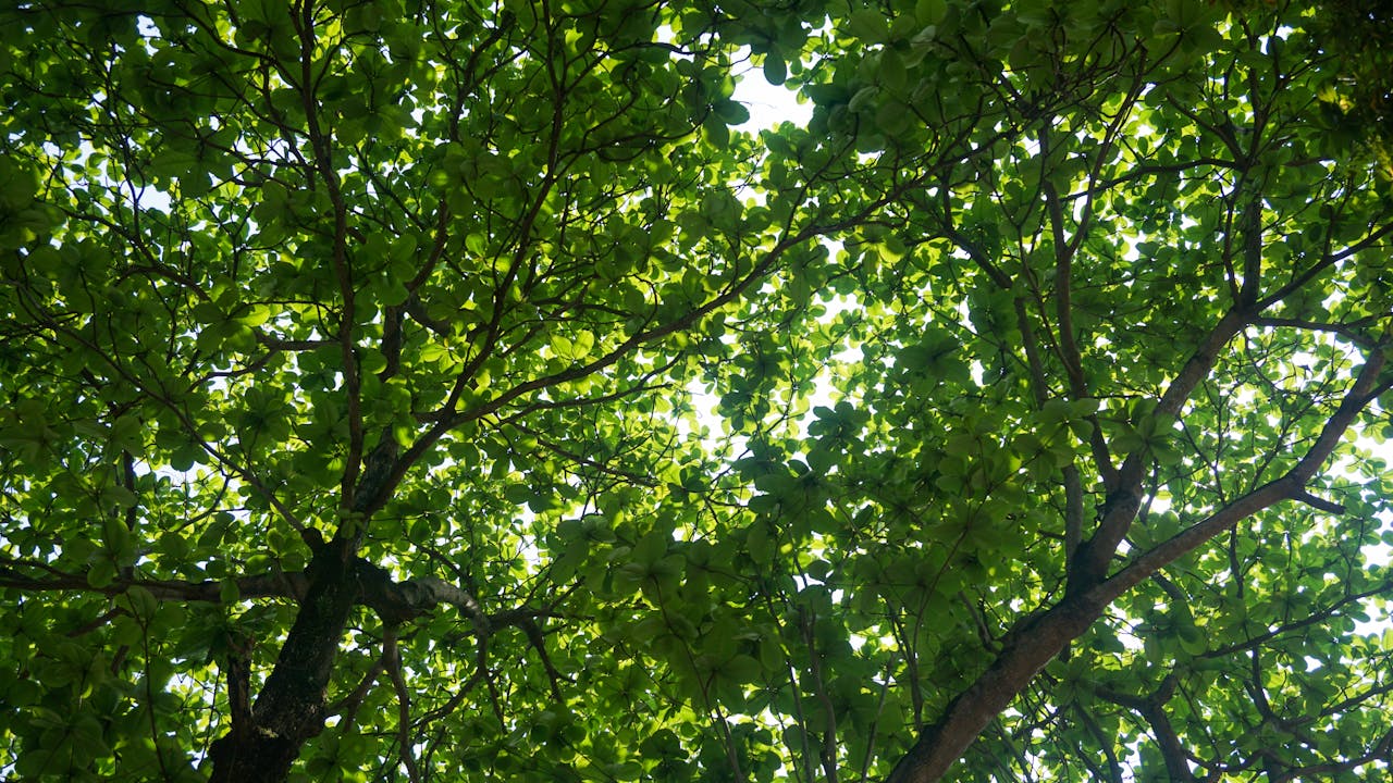 Thám tử lừng danh Conan | Chương 0443