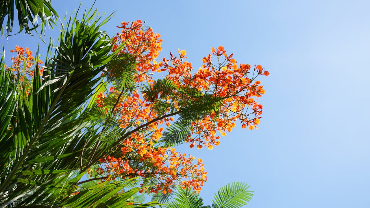 Tiễn dặn người yêu