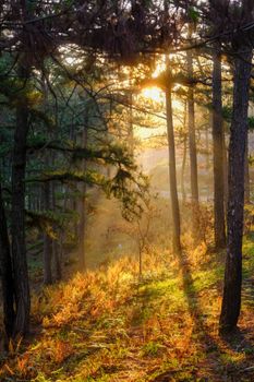Experience the tranquil beauty of Dalat's misty forest at sunrise, capturing the serene glow through pine trees.