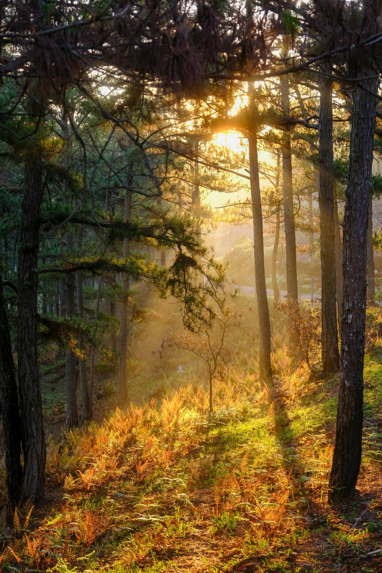 Đường xưa mây trắng | Chương 74