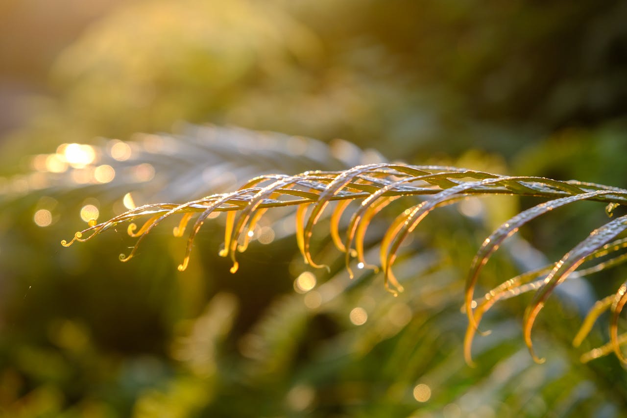 Những quan niệm sai lầm khi ăn chay phổ biến