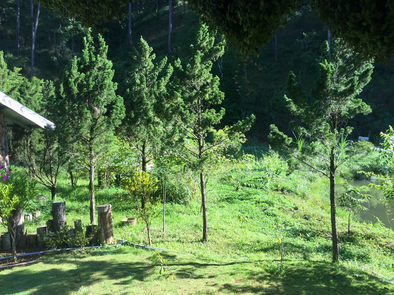 Chim lửa | Chương 52