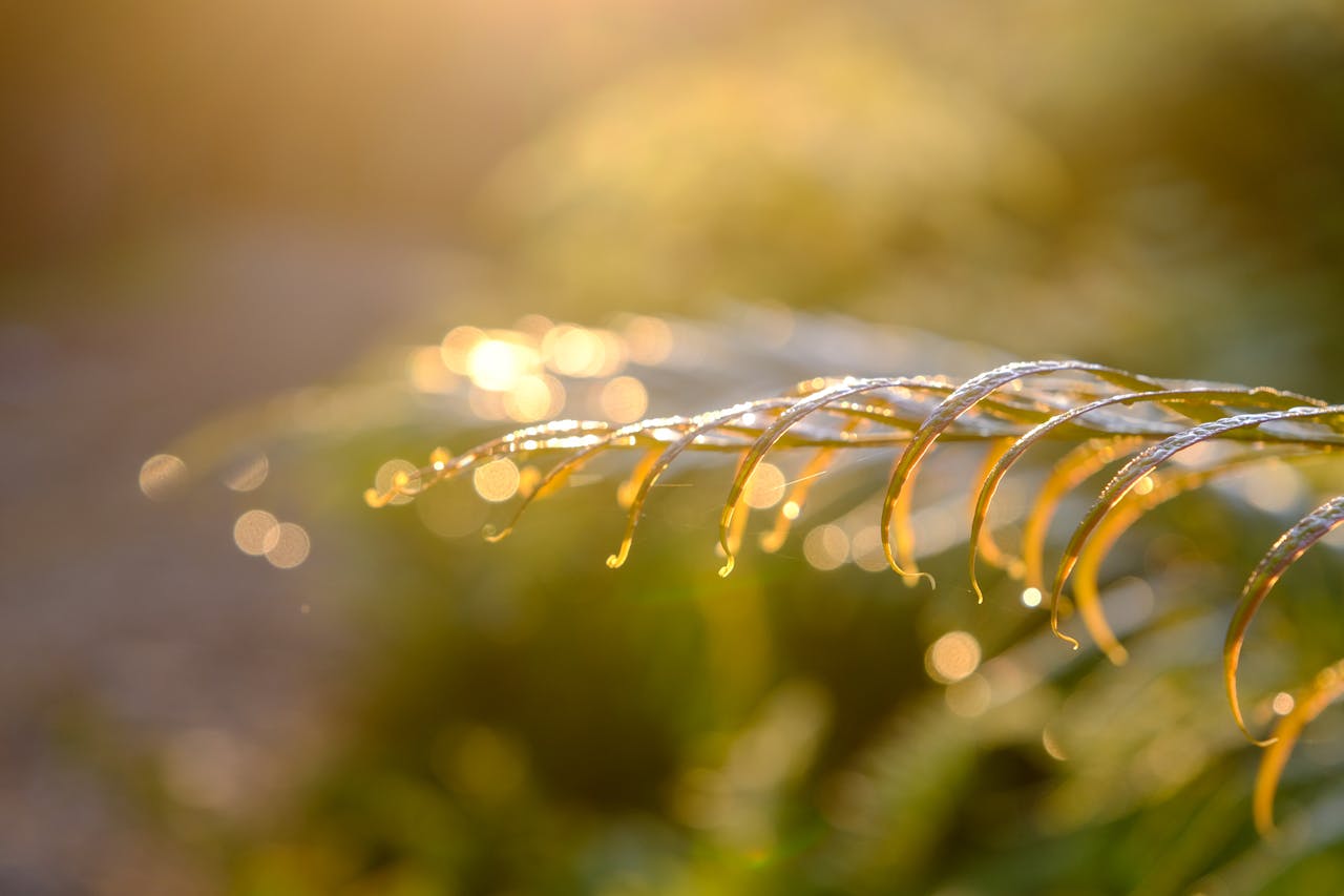 Sự phát triển của rừng mưa hiện đại bắt đầu từ đâu?