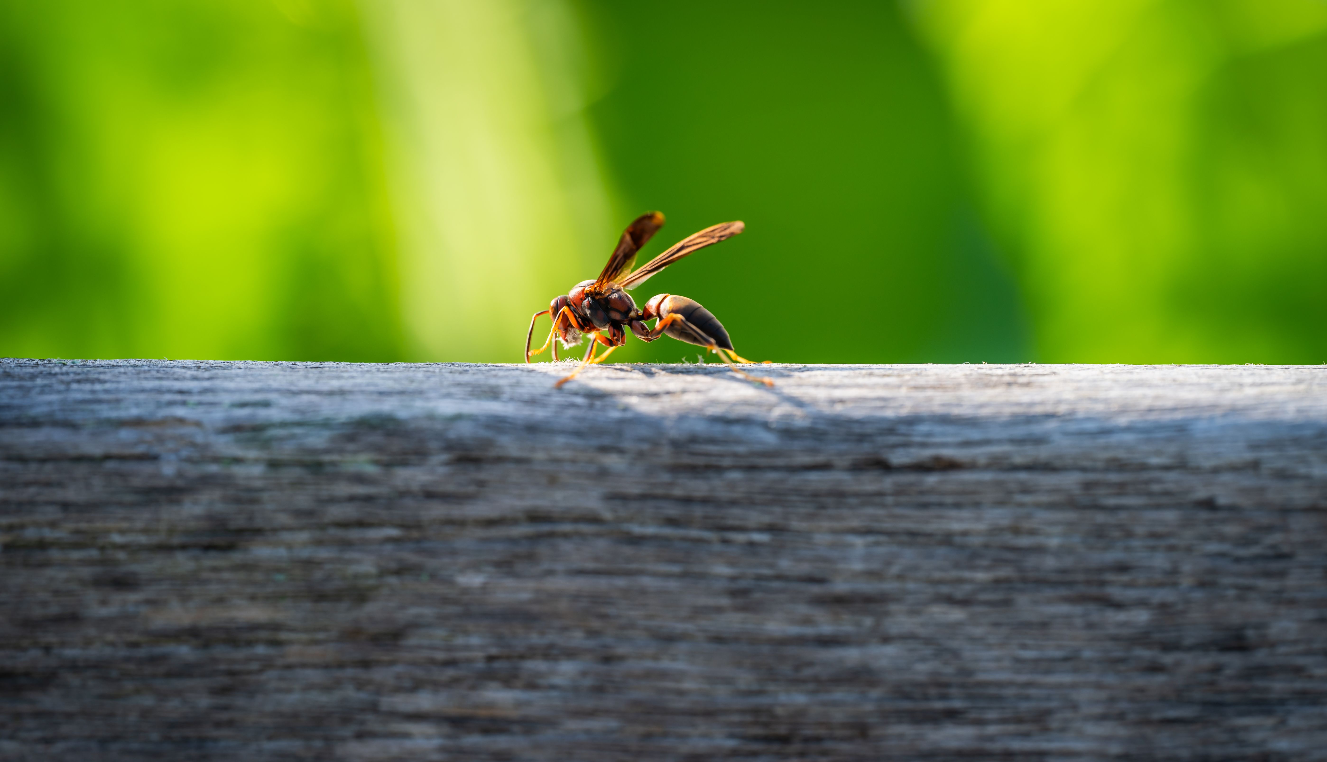 professional wasp nest removal cost East Sussex