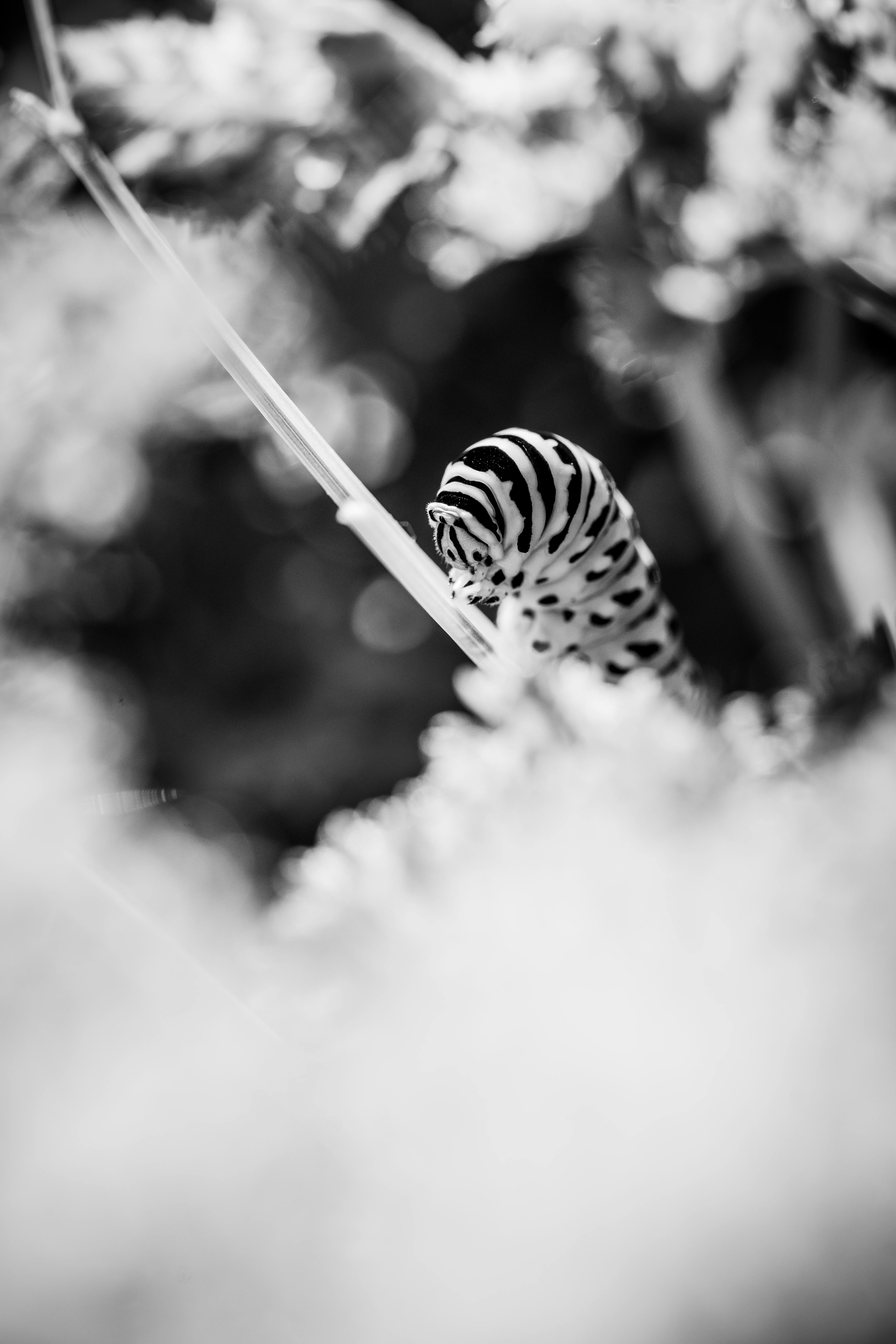 monochrome close up of a swallowtail caterpillar