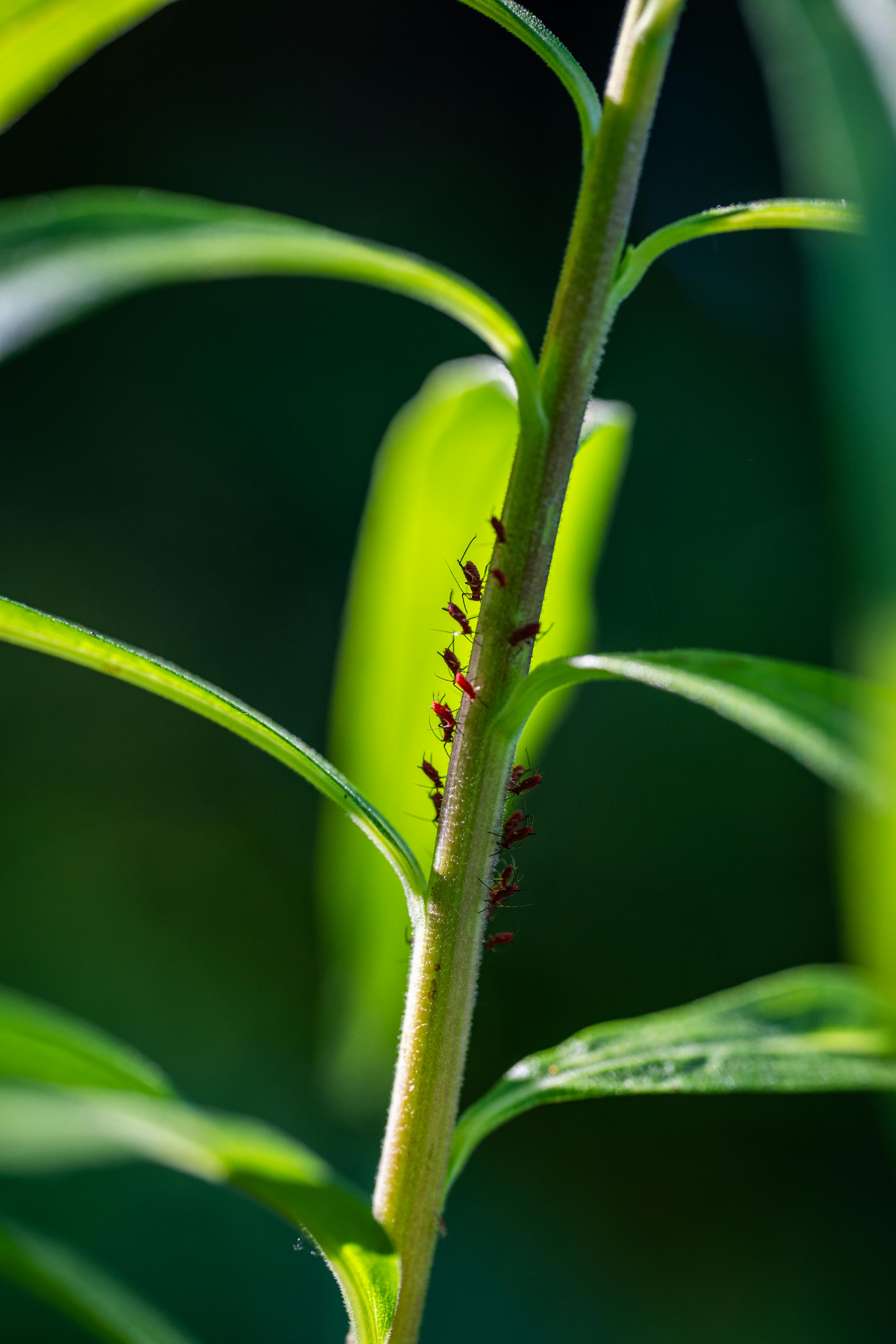 Detailed view of aphids on a plant stem with lush green foliage in bright sunlight.