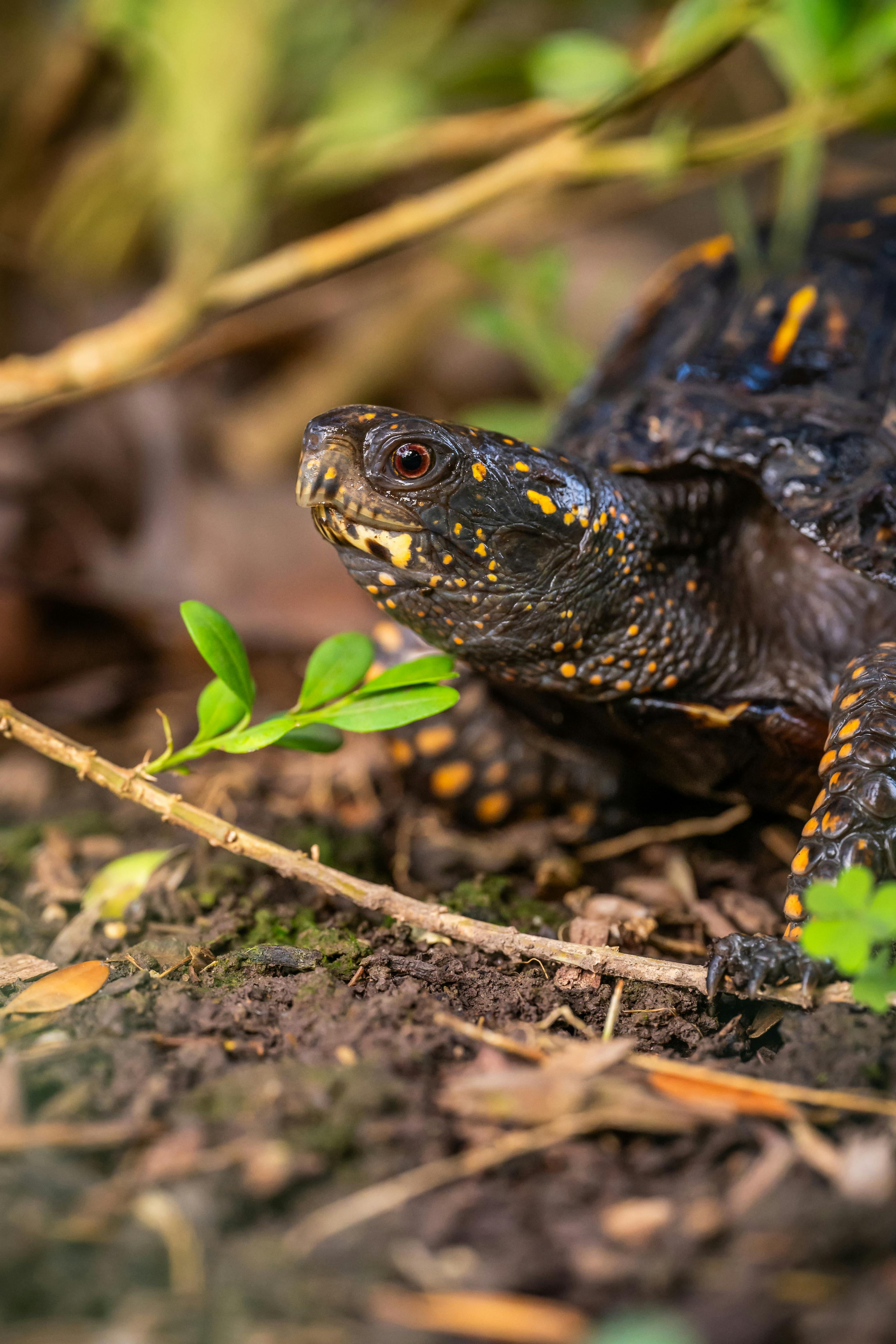 Leatherback Turtle Photos, Download The BEST