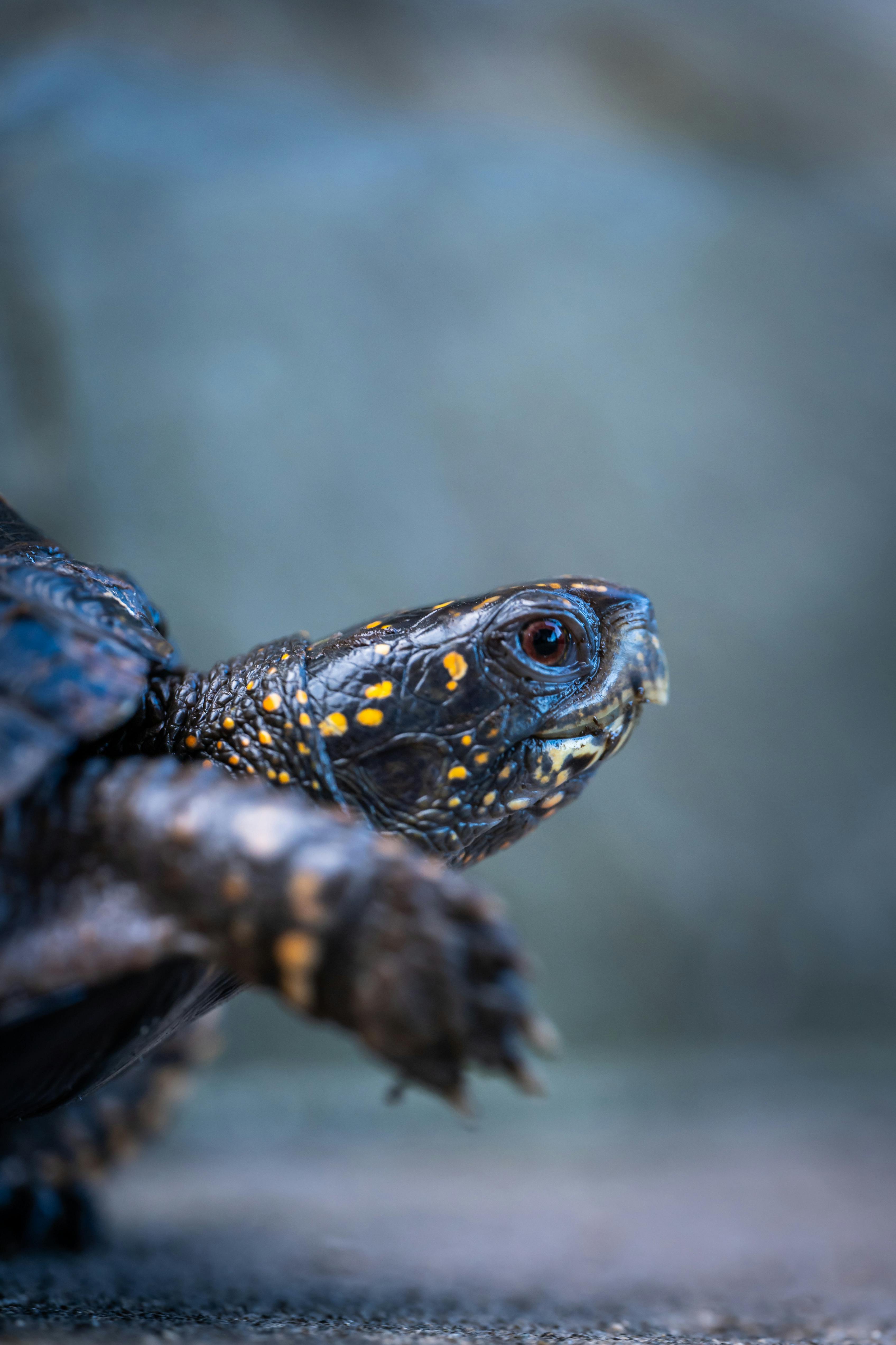 Detailed close-up of a turtle showcasing its distinct shell patterns and vibrant markings.
