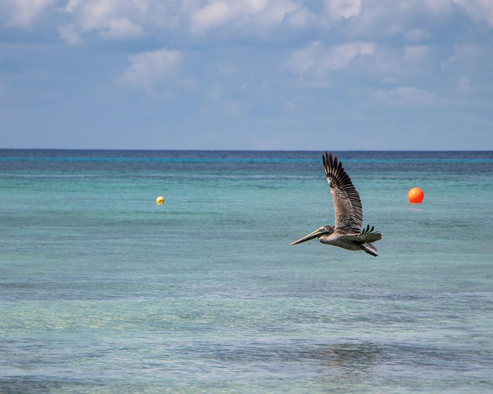 Flight-Finding Hacks: How To Score The Best Deals On The Cheapest Day To Travel 1 pelicano con bolla roja 2