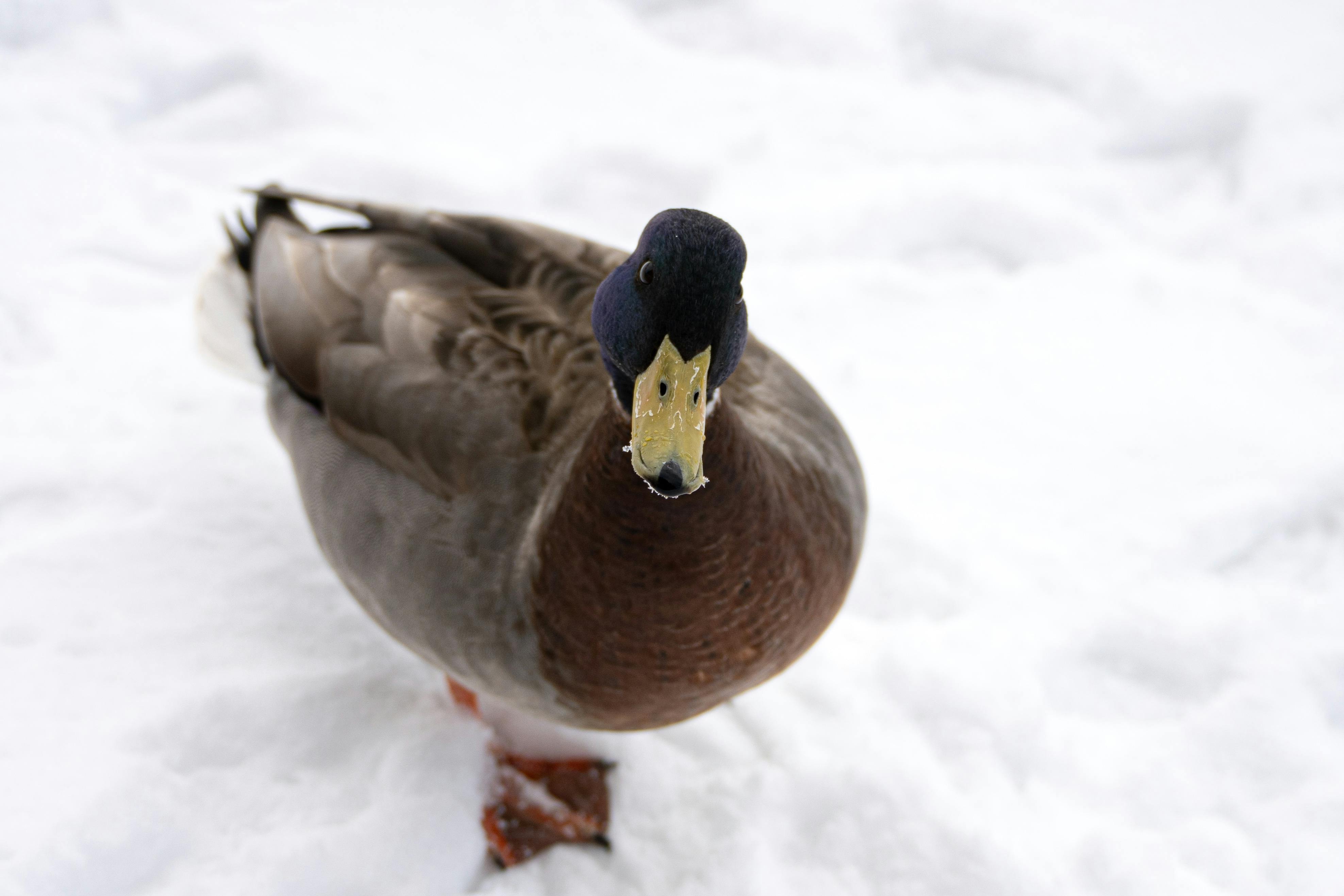 Close-up of a Mallard duck standing on snow in Nuuk, Greenland.