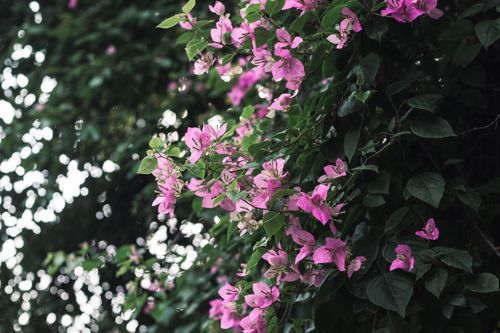 Free A stunning view of pink bougainvillea blooming amidst lush green leaves outdoors. Stock Photo