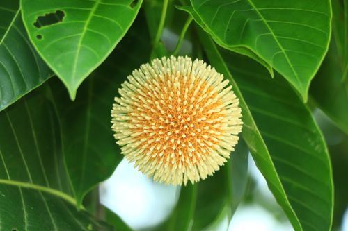 Free Close-up of a vibrant Kadamba flower surrounded by lush green leaves. Stock Photo